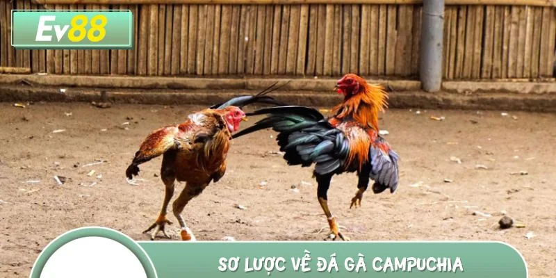 Sơ lược về đá gà Campuchia