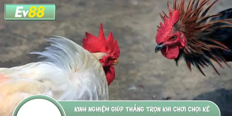 Kinh nghiệm vàng giúp anh em thắng trọn khi chơi chọi kê