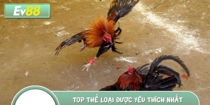 Top thể loại đá gà Campuchia được yêu thích nhất hiện nay