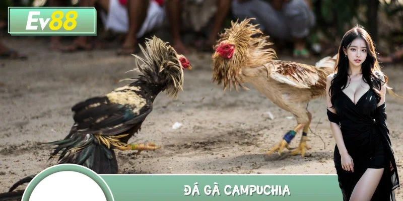 Đá Gà Campuchia - Loại Hình Chọi Kê Đứng Top 1 Châu Á