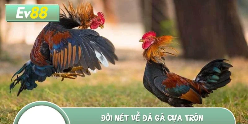 Đôi nét về đá gà cựa tròn