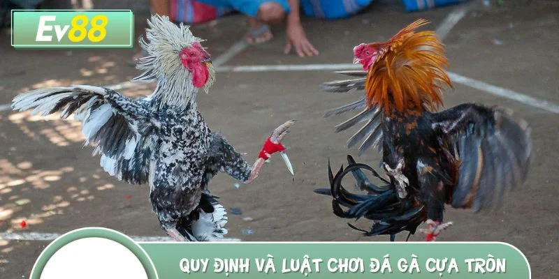 Tổng hợp quy định và luật chơi đá gà cựa tròn