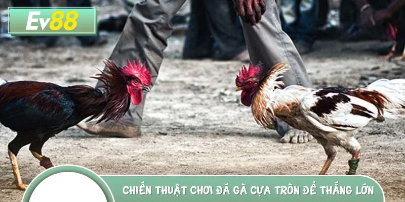 Chiến thuật chơi đá gà cựa tròn để thắng lớn