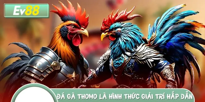Đá gà Thomo là hình thức cá cược giải trí hấp dẫn