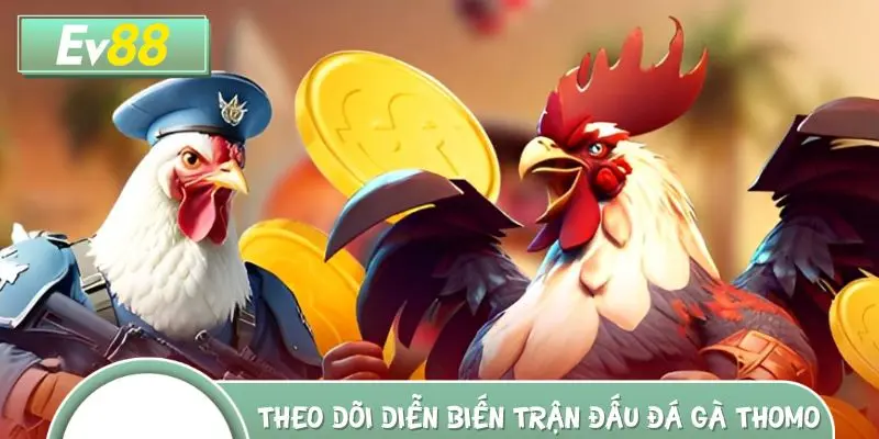 Theo dõi diễn biến trận đấu đá gà Thomo sau khi cược