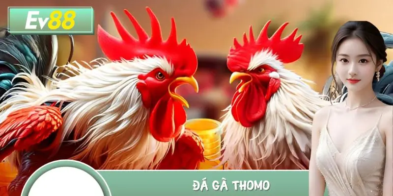Đá Gà Thomo - Tổ Chức Bài Bản, Quy Mô Rộng Lớn Toàn Châu Á