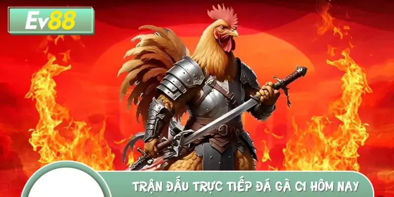TOP những trận đấu trực tiếp đá gà C1 hôm nay