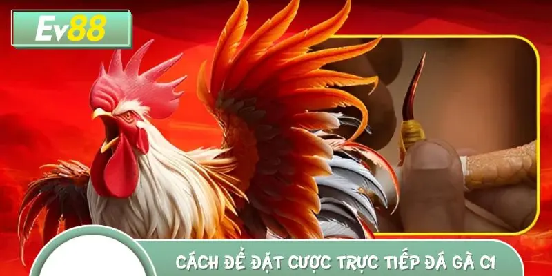 Làm thế nào để đặt cược trực tiếp đá gà C1 hôm nay