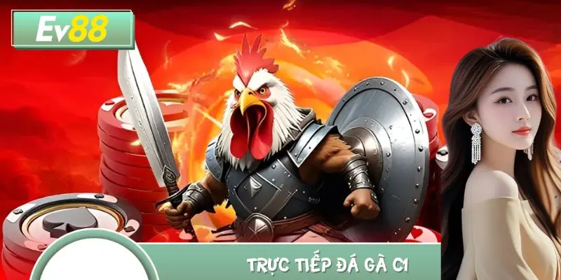 Trực Tiếp Đá Gà C1 Hôm Nay - Các Trận Đấu Lôi Cuốn, Hấp Dẫn