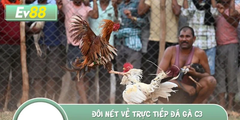 Đôi nét về trực tiếp đá gà C3