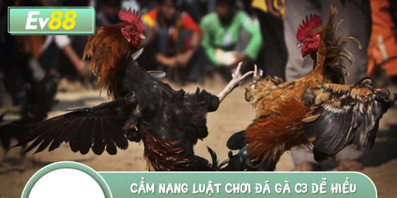Cẩm nang luật chơi đá gà C3 dễ hiểu cho mọi người