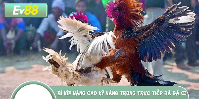 Bí kíp nâng cao kỹ năng khi thưởng thức trực tiếp đá gà C3