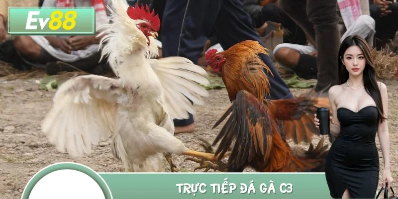 Trực Tiếp Đá Gà C3 Những Trận So Tài Gay Cấn Không Thể Bỏ Lỡ